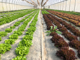 Spring Shares 2025 - SOLD OUT*