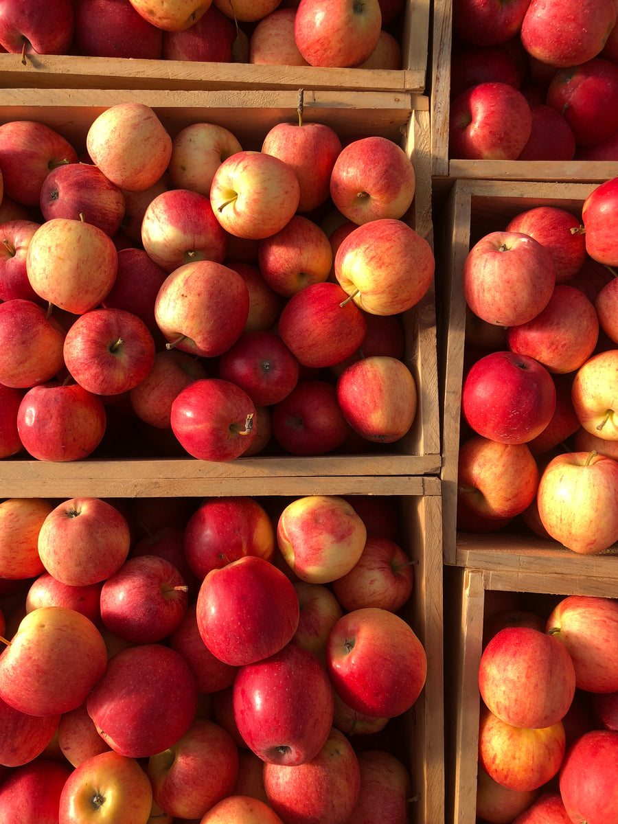  Organic Honeycrisp Apple by FruitShare : Grocery