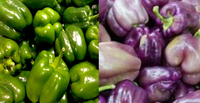 Bulk Bell Peppers - Organic - 10 lbs+-