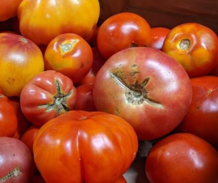 #2 Tomatoes, Organic - SECONDS - blemished, soft, etc - 10 LBS - BULK
