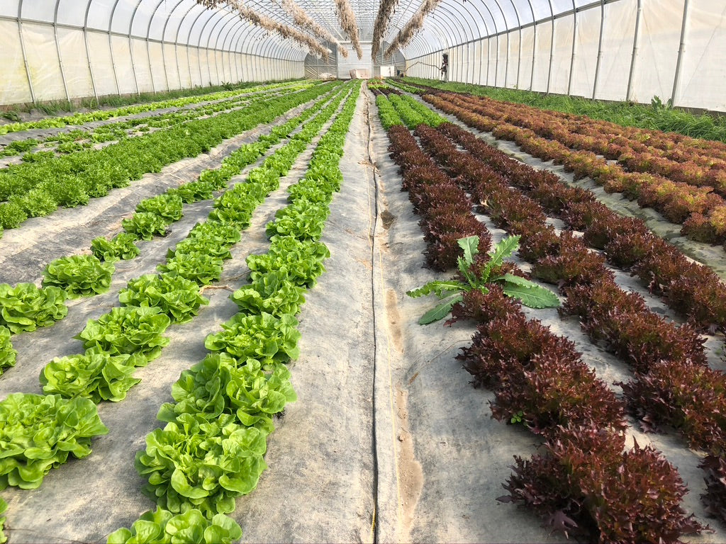 Winter Share 2026 - 8 Weeks - 10/26/26 - 12/18/26*