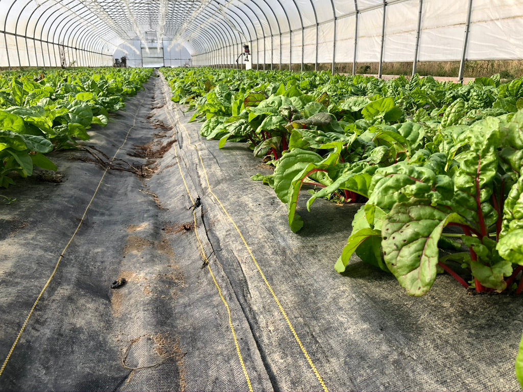 Winter Share 2026 - 8 Weeks - 10/26/26 - 12/18/26*