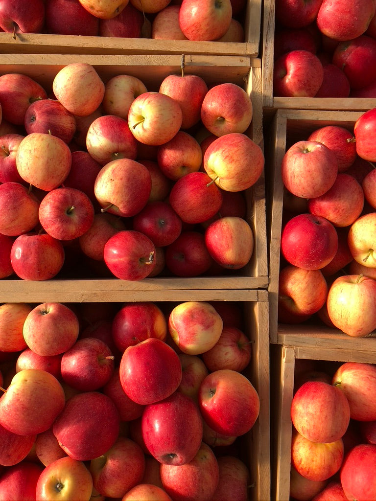 Winter Share 2026 - 8 Weeks - 10/26/26 - 12/18/26*