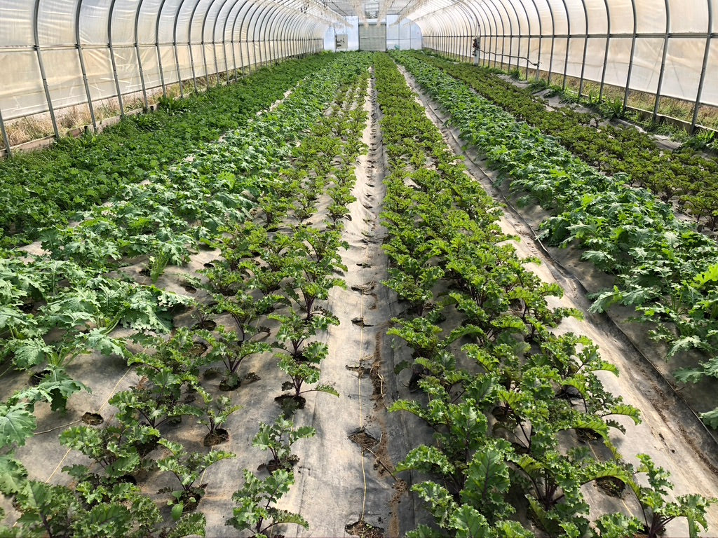 Winter Share 2026 - 8 Weeks - 10/26/26 - 12/18/26*