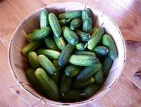 Cukes, Organic - Pickling - 10 lbs  - SEE PICKLE RECIPES IN DESCRIPTION!
